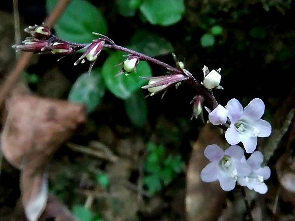 哈哼花(抱璧蟑螂) 1070319_1 圓通寺.JPG