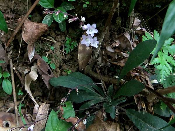 哈哼花(抱璧蟑螂) 1070319_3 圓通寺.JPG