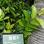 盤龍木 1070504_1 台北植物園.JPG