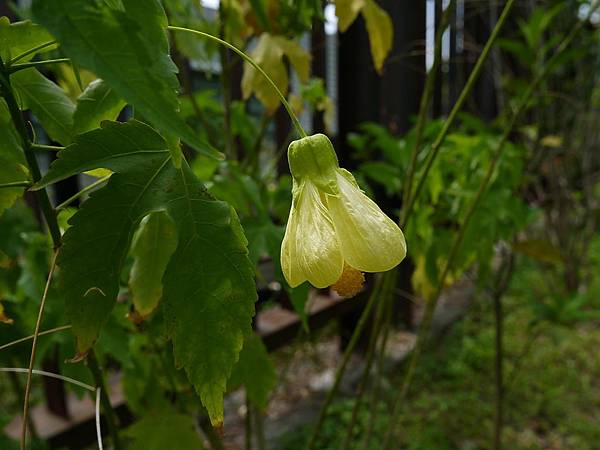 金鈴花 1070520_1 綜合運動場.JPG