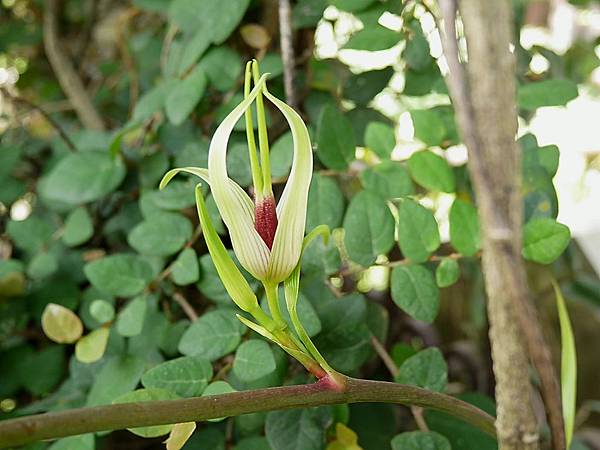 百部 1070504_4 台北植物園.JPG