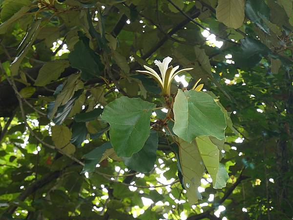 槭葉翅子樹 1070504_4 台北植物園.JPG