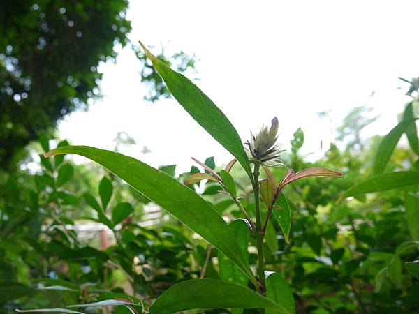 易生木 1070504_2 台北植物園.JPG