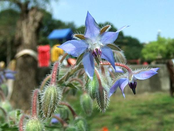 琉璃苣 1070322_12 4號公園.JPG