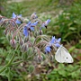 琉璃苣&紋白蝶 1070401_1 4號公園.JPG