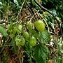 番茄 1070504_2 台北植物園.JPG