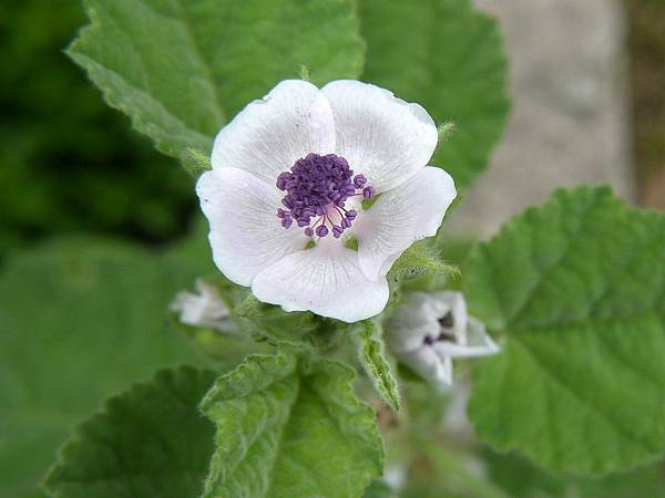 藥蜀葵 Althaea officinalis 1070725_3 4號公園.JPG