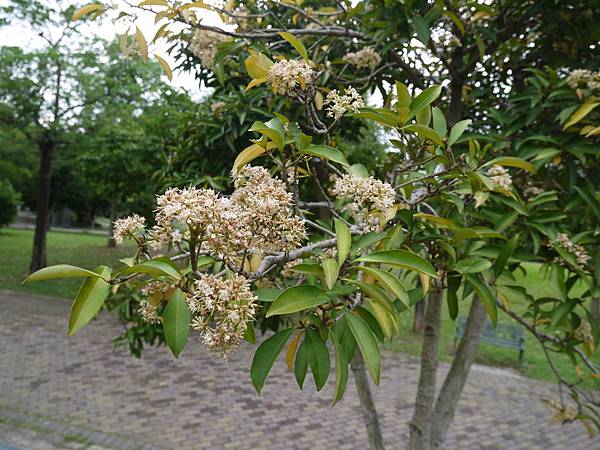 樹杞 1080814_04 4號公園.JPG