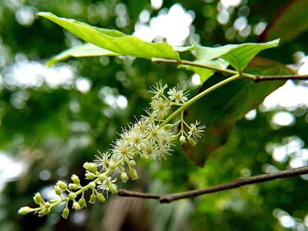 天料木 1071004_2 台北植物園.JPG