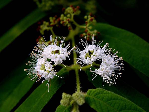 白花細葉紫珠 1070925_1 台北植物園.JPG