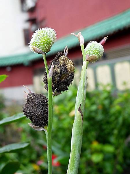 美人蕉 1071004 台北植物園.JPG