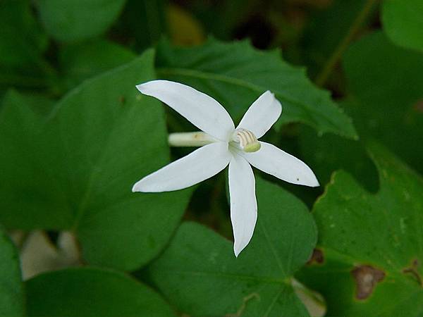 同瓣草(許氏草) 1071004_1 台北植物園.JPG