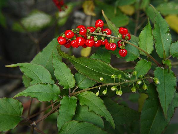 數珠珊瑚 1071107_2 4號公園.JPG