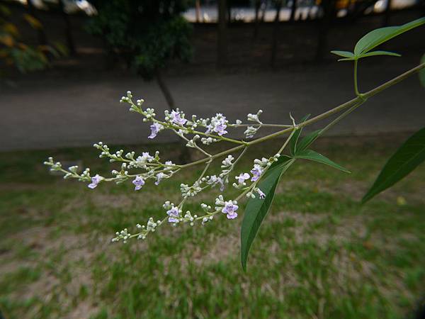 黃荊 1071107_3 4號公園.JPG