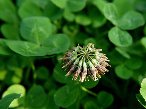 白花三葉草 1080226_06 新北中和河堤.JPG