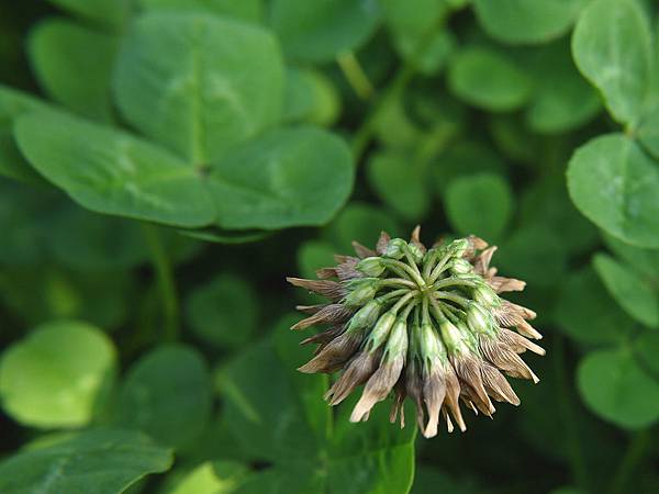 白花三葉草 1080226_07 新北中和河堤.JPG