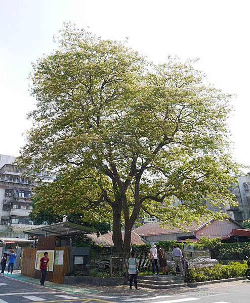 加羅林魚木  1080425_2 溫州公園.JPG