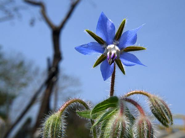 琉璃苣 1080418_3 4號公園.JPG