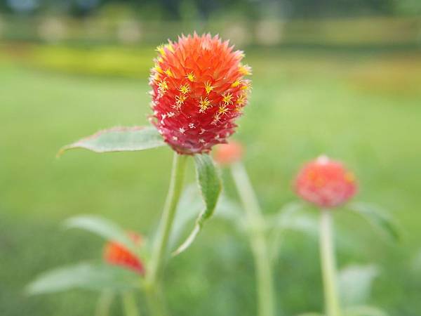 橙花千日紅 1080715_2 新生公園.JPG