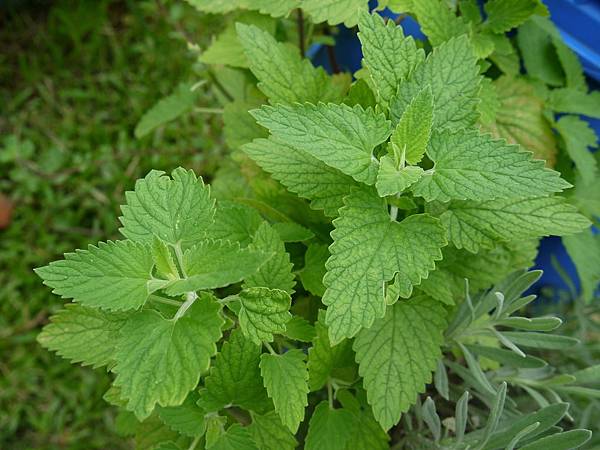 貓薄荷(貓穗草 荊介 貓草) 1080529_6 4號公園.JPG