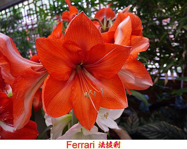 孤挺花-Ferrari 法拉利1080406_2 士林官邸.JPG