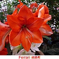 孤挺花-Ferrari 法拉利1080406_2 士林官邸.JPG