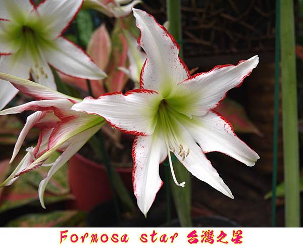 孤挺花-Formosa star台灣之星 1080406_1 士林官邸.JPG