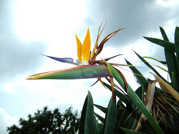 天堂鳥 1080725_2 圓山花博公園.JPG