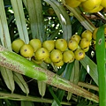 山棕 1080828_1 台北植物園.JPG