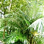 山棕 1080828_3 台北植物園.JPG