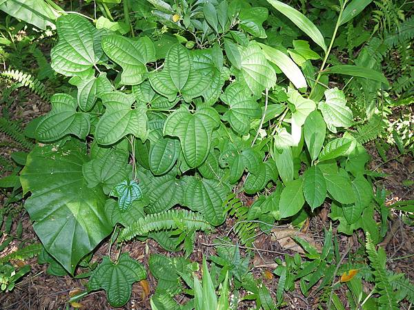 非洲薯蕷 1080827_1 台北植物園.JPG