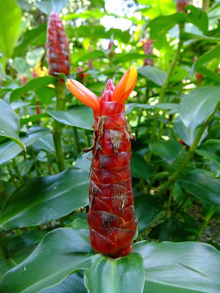 紅閉鞘薑 1080828_1 台北植物園.JPG