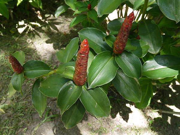 紅閉鞘薑 1080903_1 台北植物園.JPG