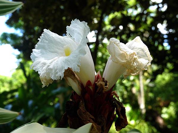 班葉閉鞘薑 1080903_2 台北植物園.JPG