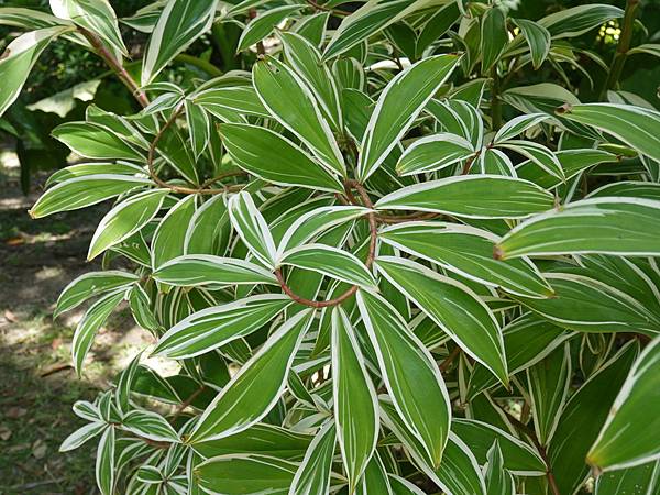 班葉閉鞘薑 1080903_5 台北植物園.JPG