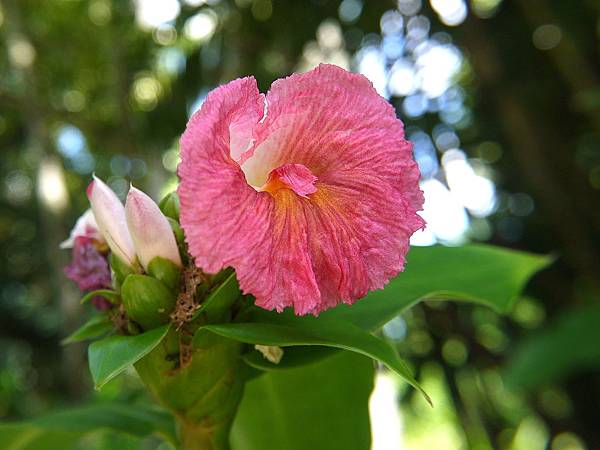 粉紅閉鞘薑 1080903_1 台北植物園.JPG