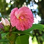 粉紅閉鞘薑 1080903_1 台北植物園.JPG