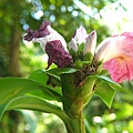 粉紅閉鞘薑 1080903_3 台北植物園.JPG