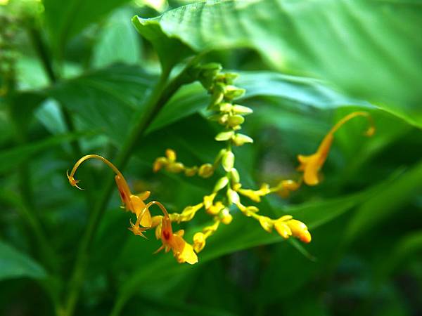 雙翅舞花薑 1080827_2 台北植物園.JPG