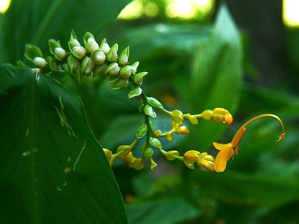 雙翅舞花薑 1080827_3 台北植物園.JPG