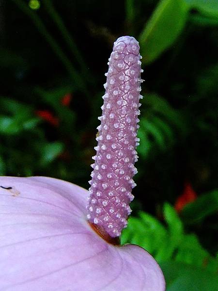 紫色火鶴花 1080827_2 台北植物園.JPG