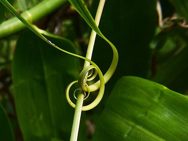 印度鞭藤 1081208_2 台北植物園.JPG