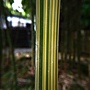 條紋大耳竹 1081208_1 台北植物園.JPG