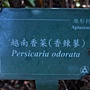 越南香菜(香辣蓼) 1081208_5 台北植物園.JPG