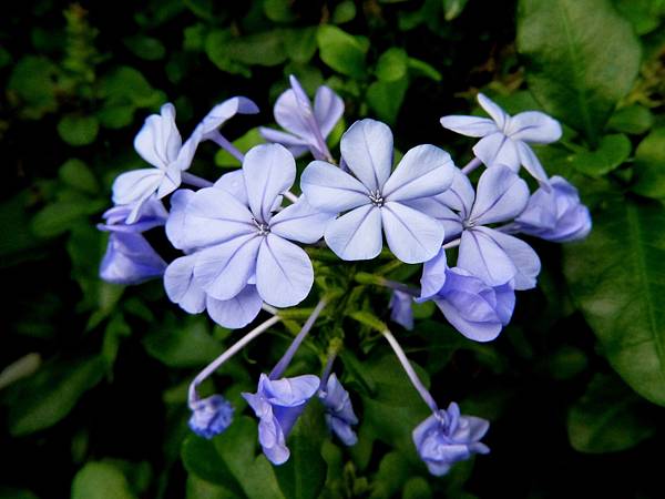 藍雪花 1081125_1 4號公園.JPG