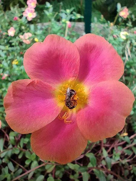 馬齒牡丹 1120712 台北植物園 (2).jpg