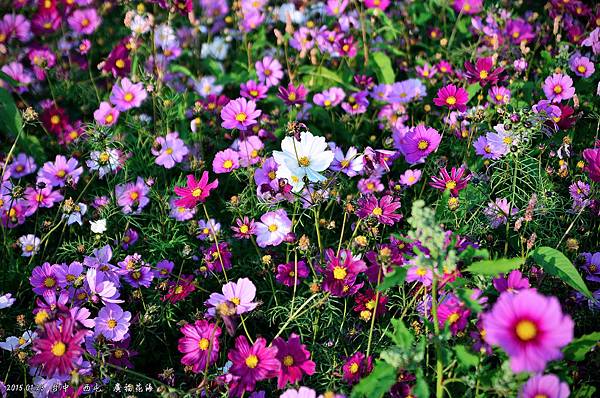 DSC_8832 DSC_8832