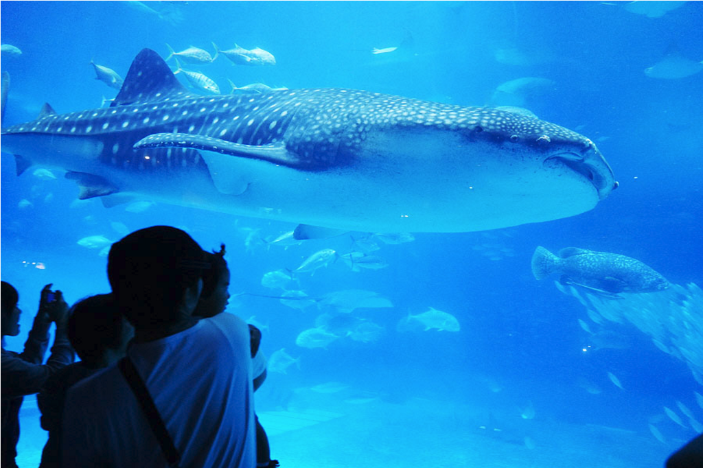 沖縄美ら海水族館_02.png 沖縄美ら海水族館_02.png