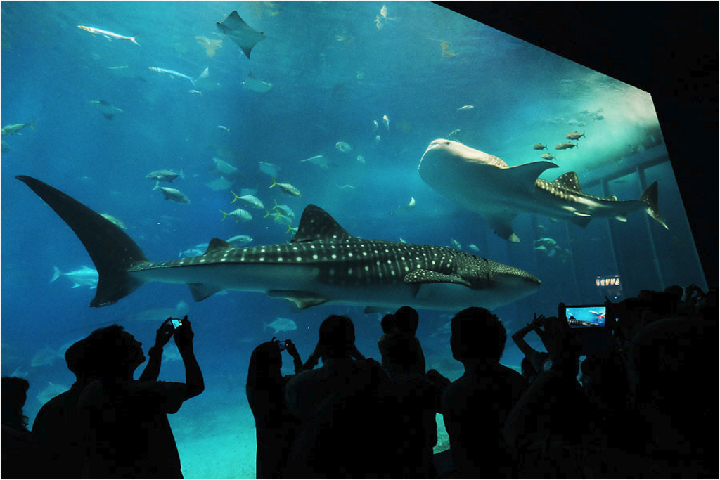 沖縄美ら海水族館_17.png 沖縄美ら海水族館_17.png