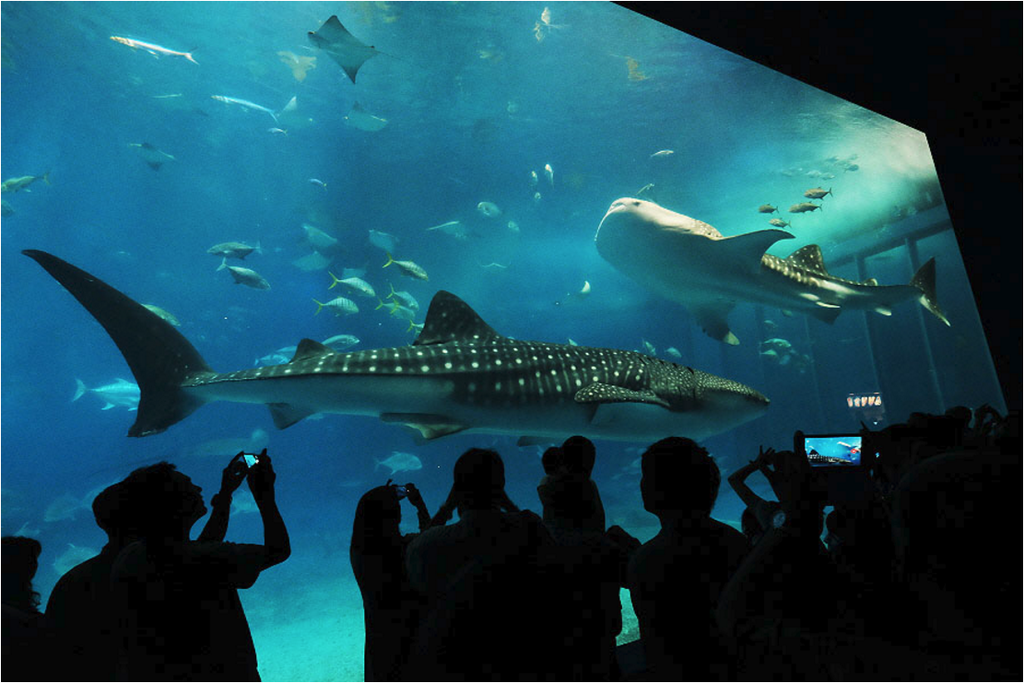 沖縄美ら海水族館_17.png